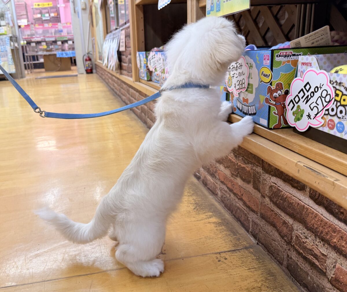 ペキニーズ