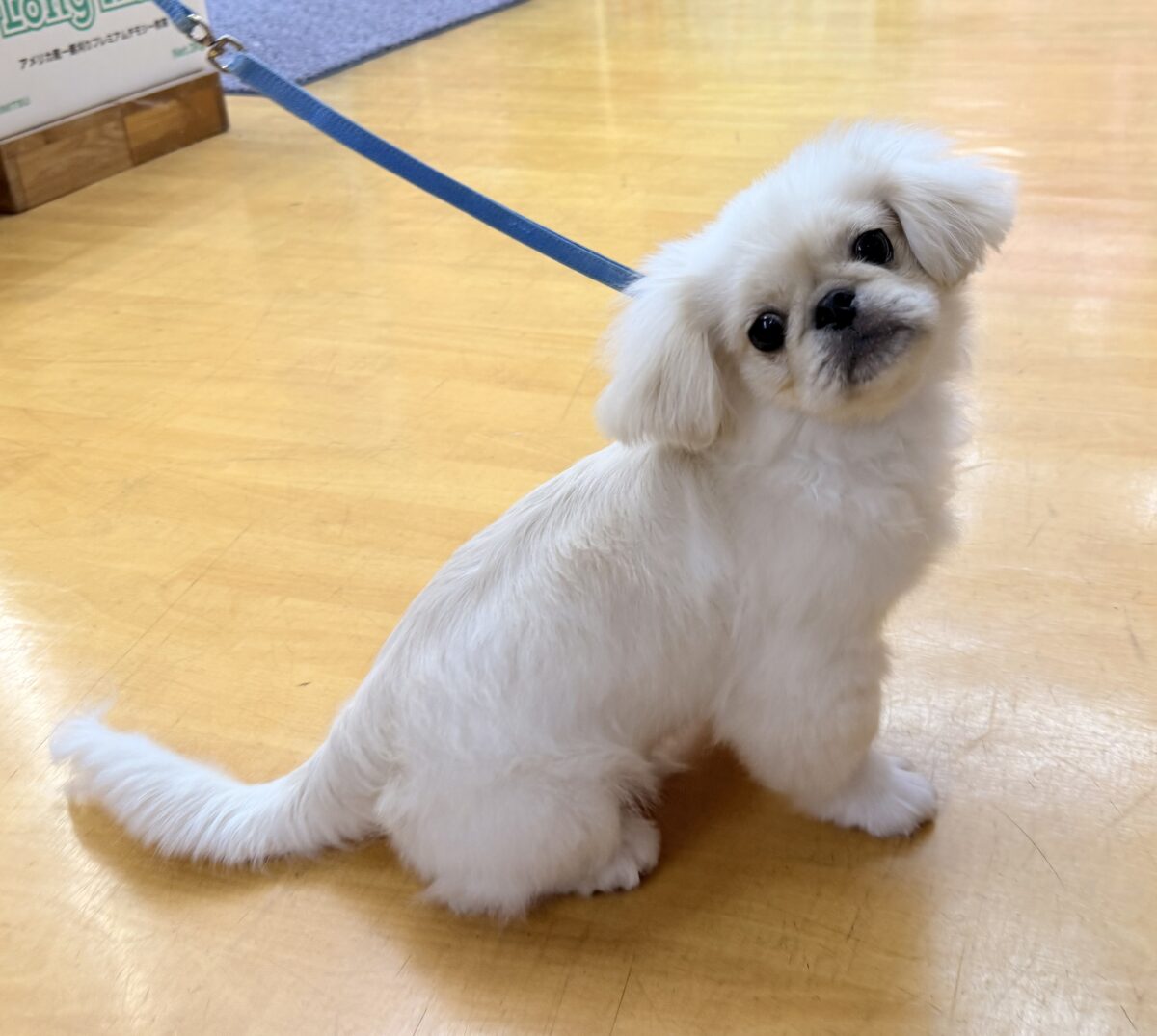 ペキニーズ