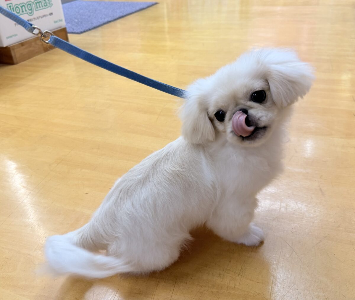 ペキニーズ