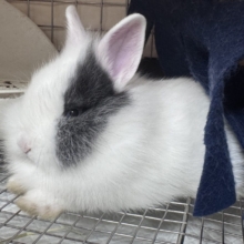 ふわふわ🎀💭まるでぬいぐるみ🐰💕ジャージーウーリー