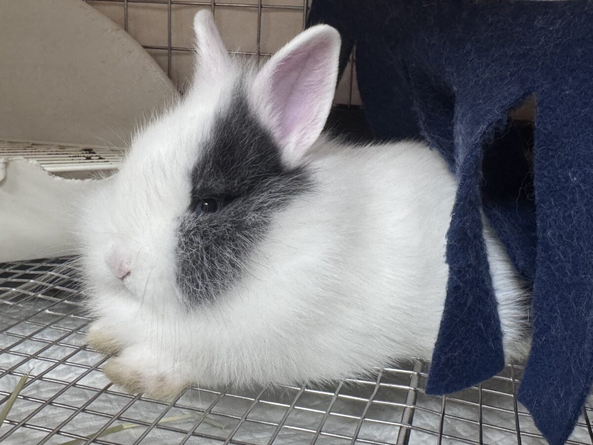 ふわふわ🎀💭まるでぬいぐるみ🐰💕ジャージーウーリー ジャージーウーリー