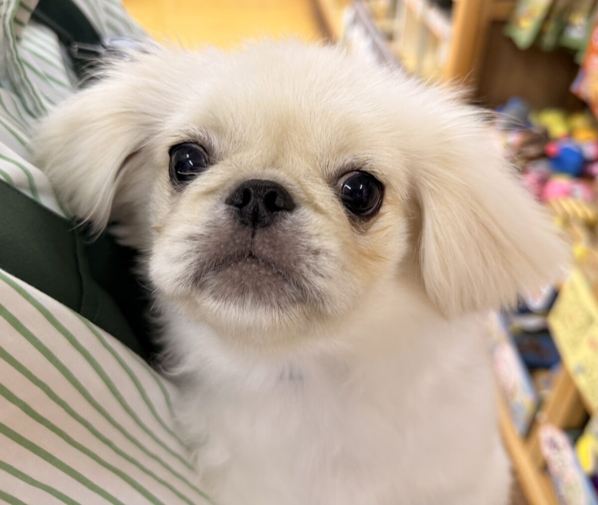 最新📷アザラシの子供？ペキくん来たよ！