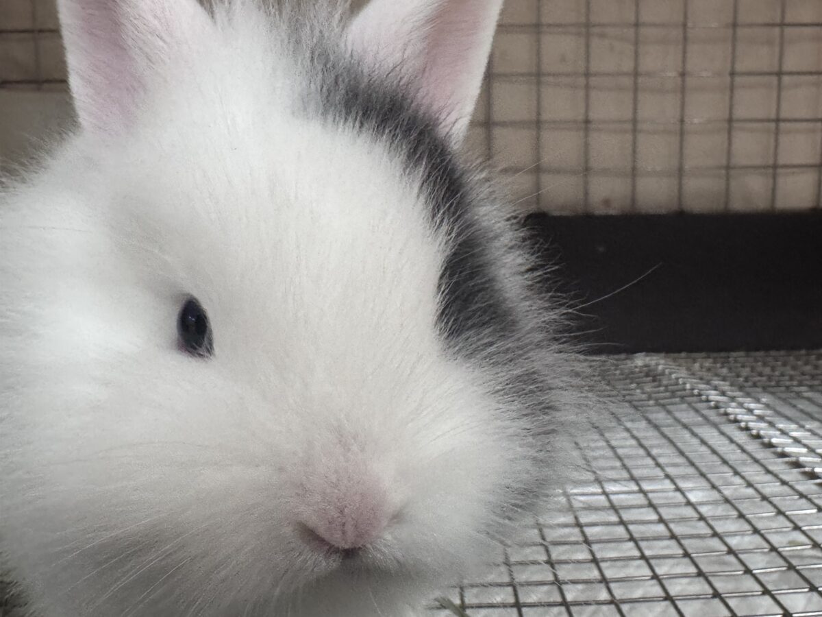 ふわふわ🎀💭まるでぬいぐるみ🐰💕ジャージーウーリー ジャージーウーリー