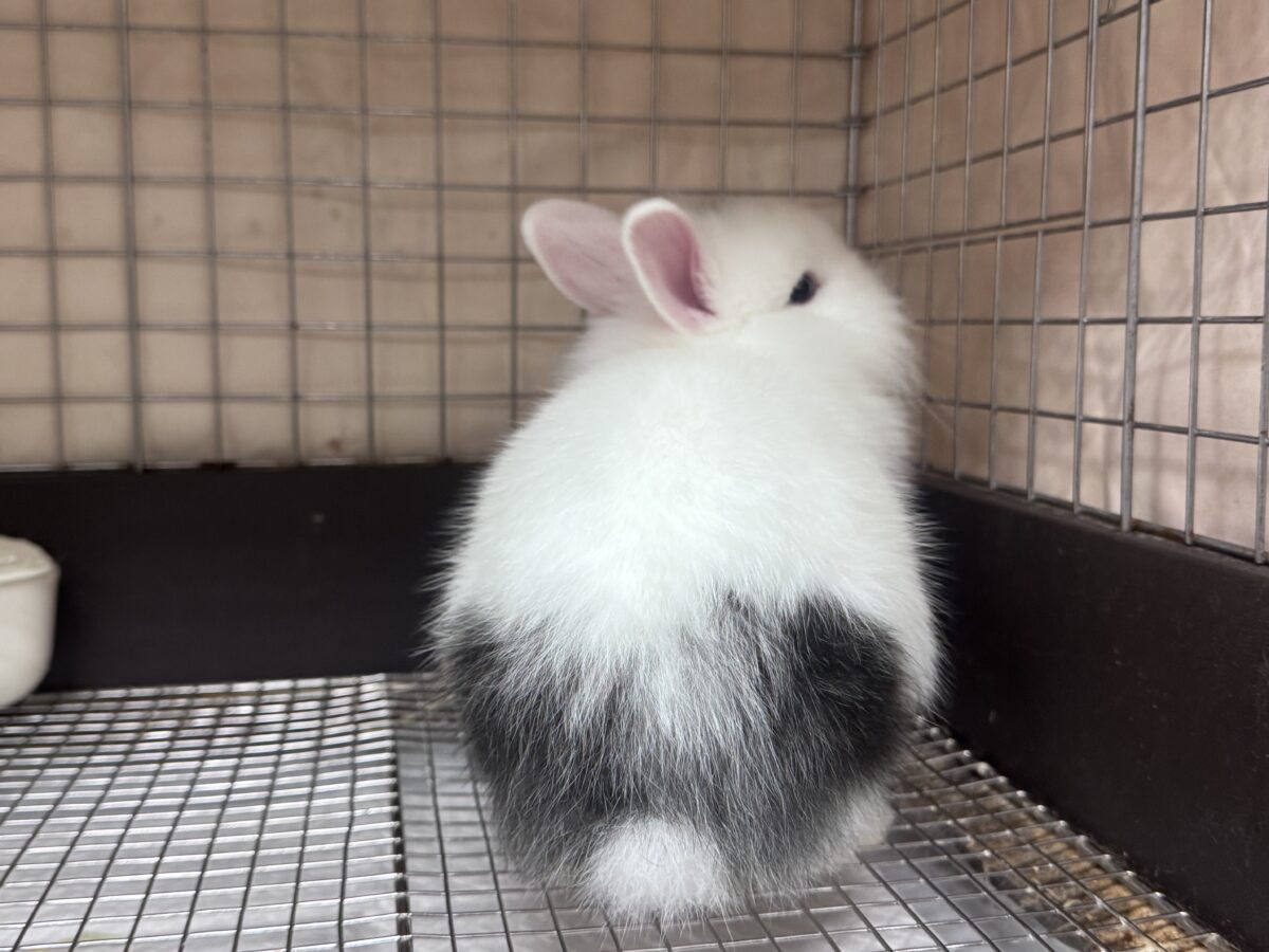 ふわふわ🎀💭まるでぬいぐるみ🐰💕ジャージーウーリー ジャージーウーリー