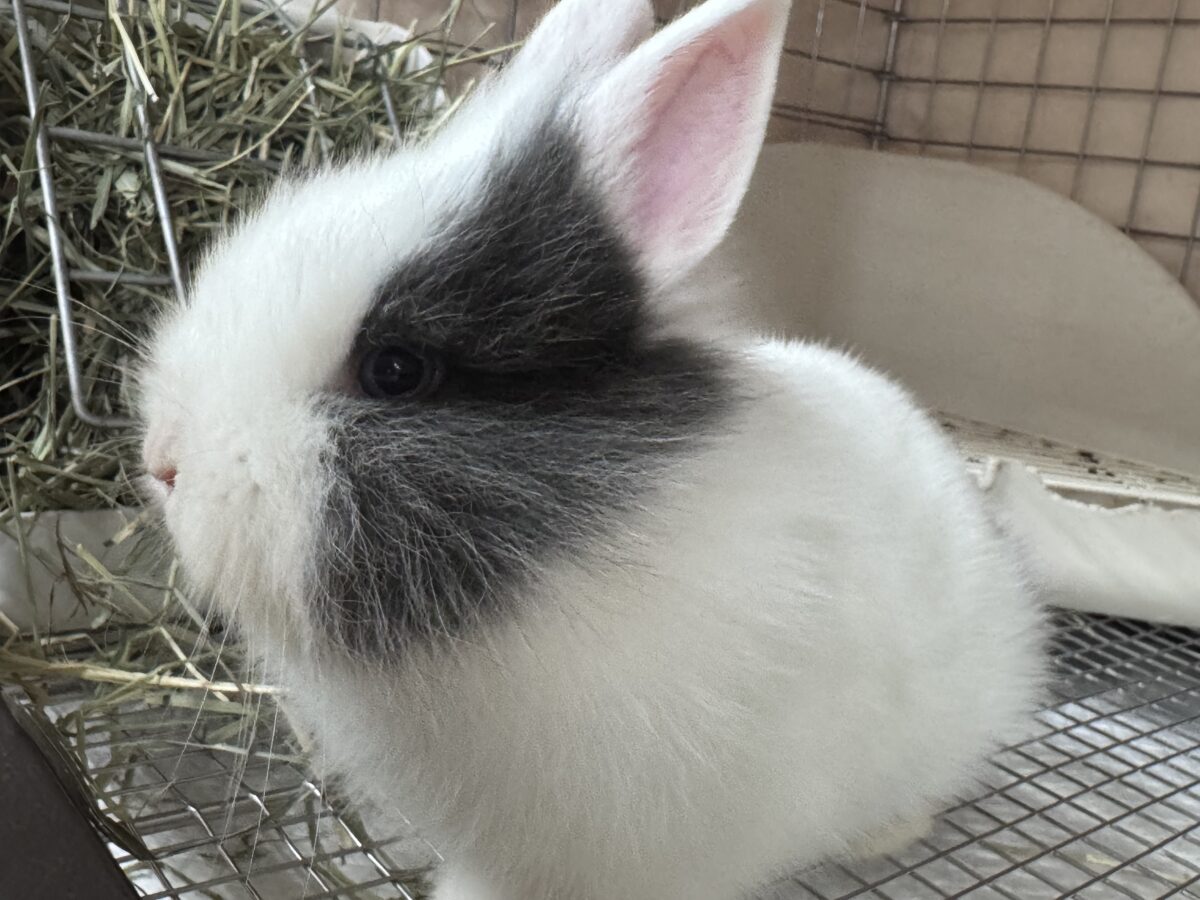 ふわふわ🎀💭まるでぬいぐるみ🐰💕ジャージーウーリー ジャージーウーリー