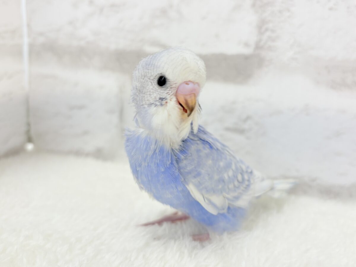 【最新画像更新🪄】ちょびっとくせ毛がクセになる🐣🫧セキセイインコ(スパングル) ヒナ セキセイインコ