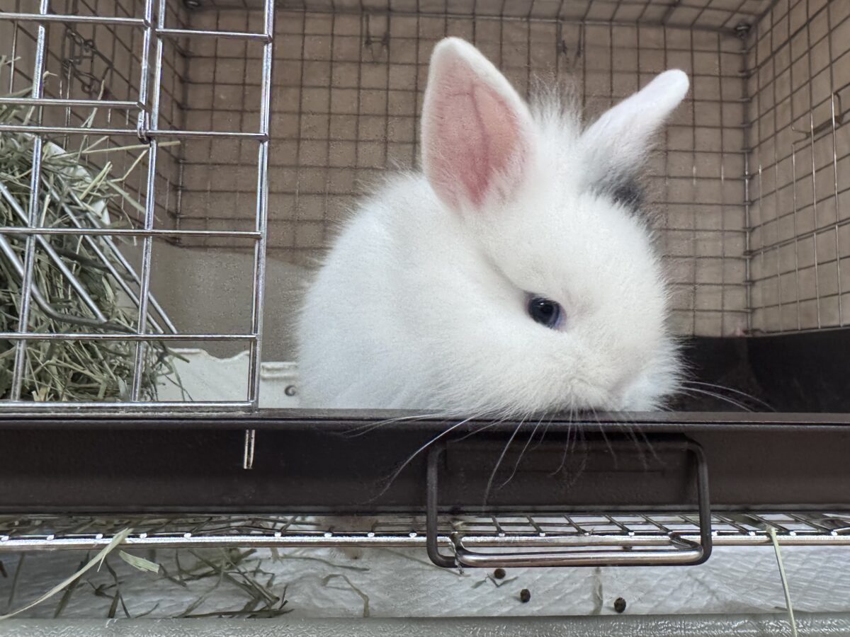ふわふわ🎀💭まるでぬいぐるみ🐰💕ジャージーウーリー ジャージーウーリー