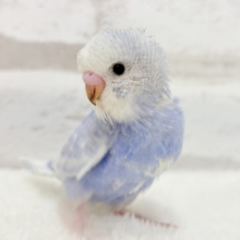 【最新画像更新🪄】ちょびっとくせ毛がクセになる🐣🫧セキセイインコ(スパングル) ヒナ