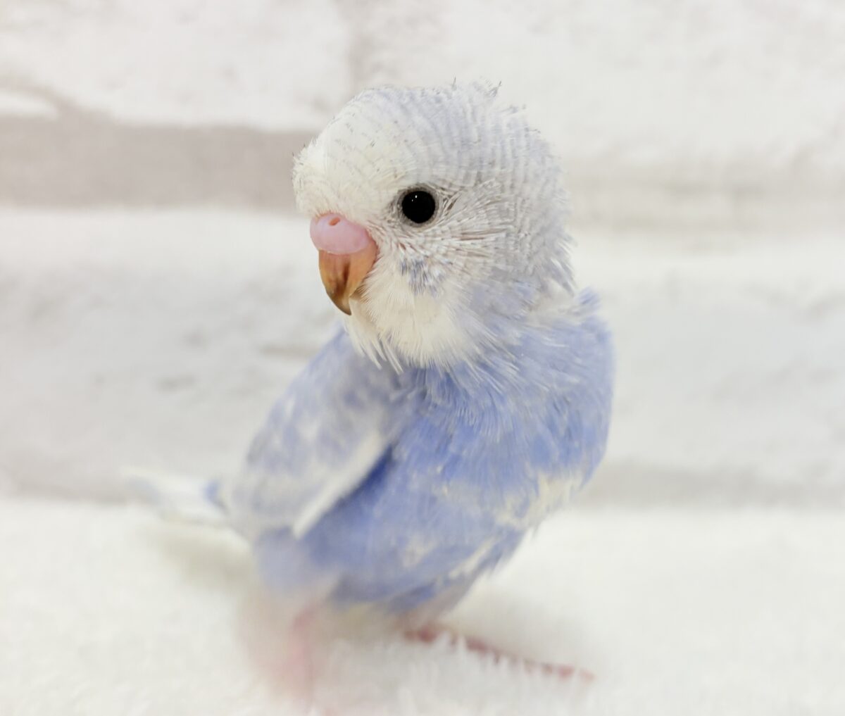 【最新画像更新🪄】ちょびっとくせ毛がクセになる🐣🫧セキセイインコ(スパングル) ヒナ セキセイインコ