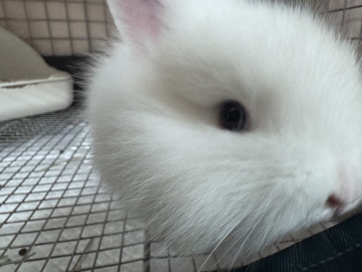 ふわふわ🎀💭まるでぬいぐるみ🐰💕ジャージーウーリー ジャージーウーリー