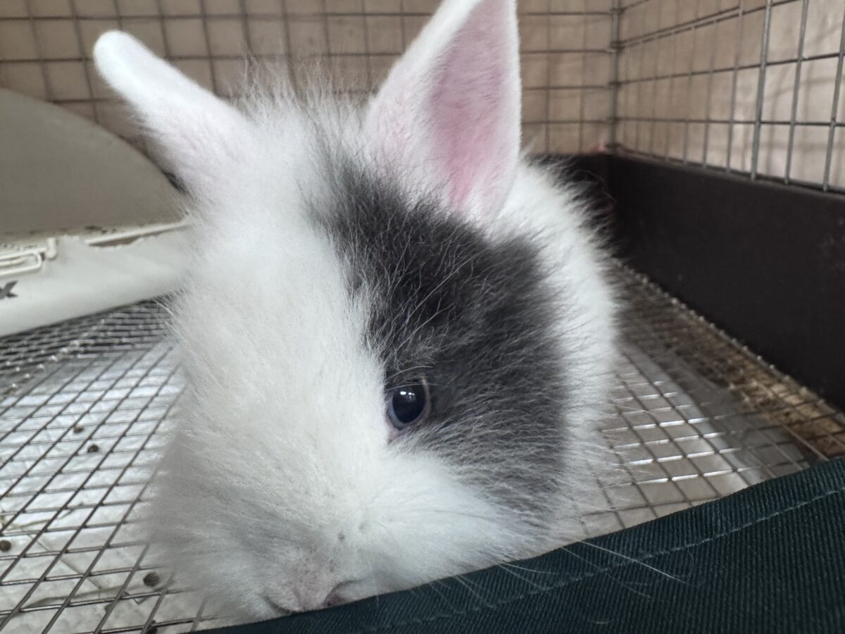 ふわふわ🎀💭まるでぬいぐるみ🐰💕ジャージーウーリー ジャージーウーリー