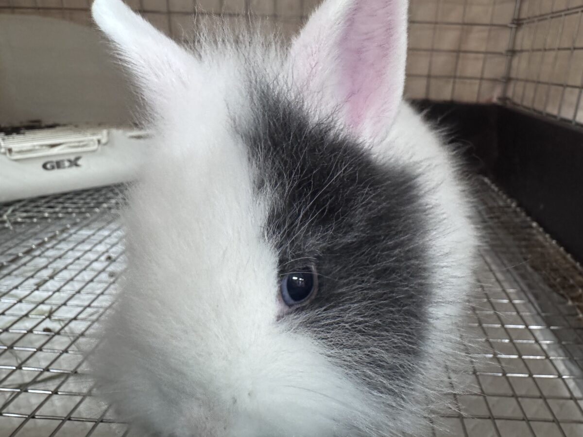 ふわふわ🎀💭まるでぬいぐるみ🐰💕ジャージーウーリー ジャージーウーリー