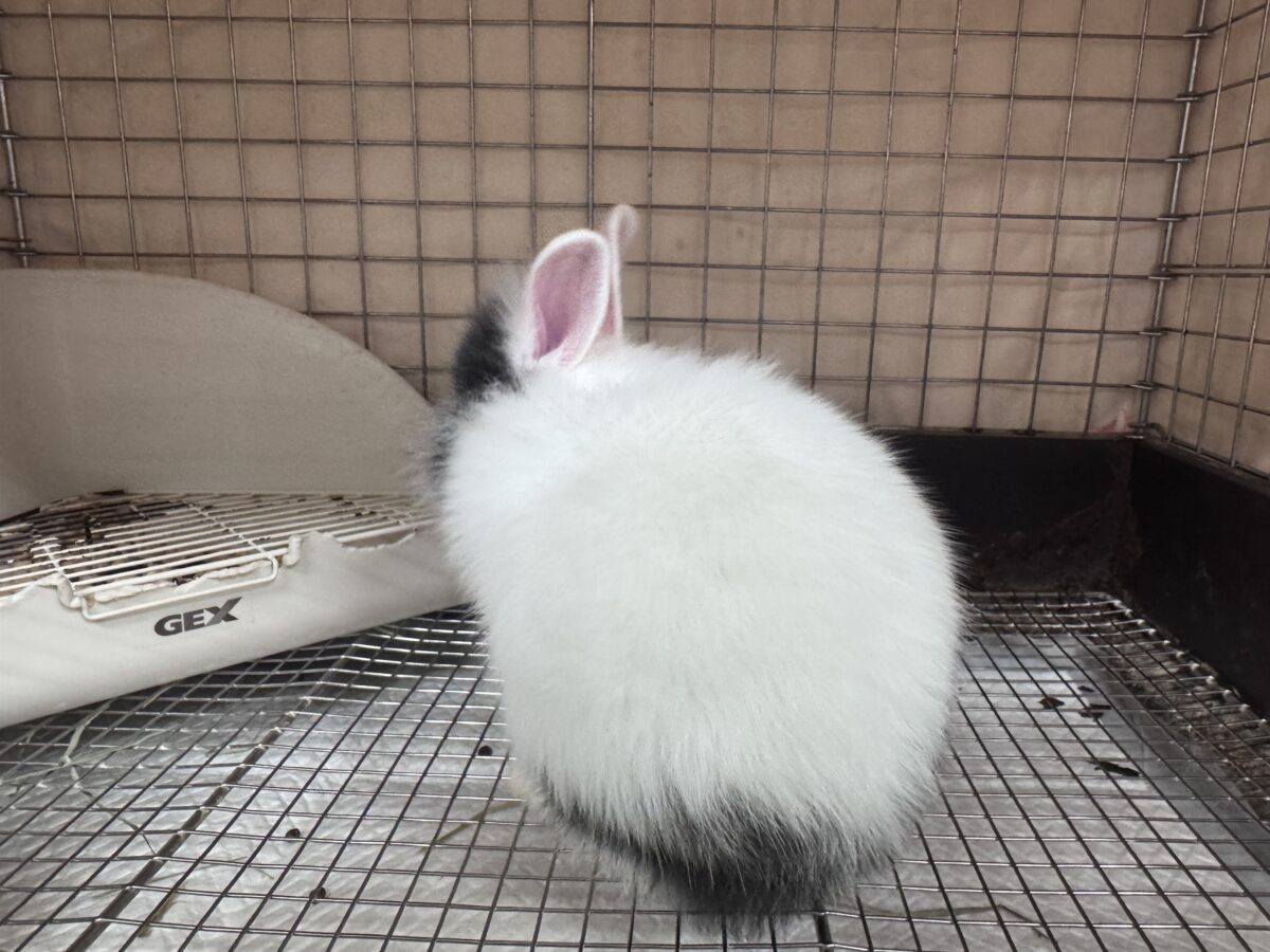 ふわふわ🎀💭まるでぬいぐるみ🐰💕ジャージーウーリー ジャージーウーリー