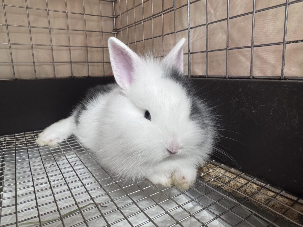 ふわふわ🎀💭まるでぬいぐるみ🐰💕ジャージーウーリー ジャージーウーリー
