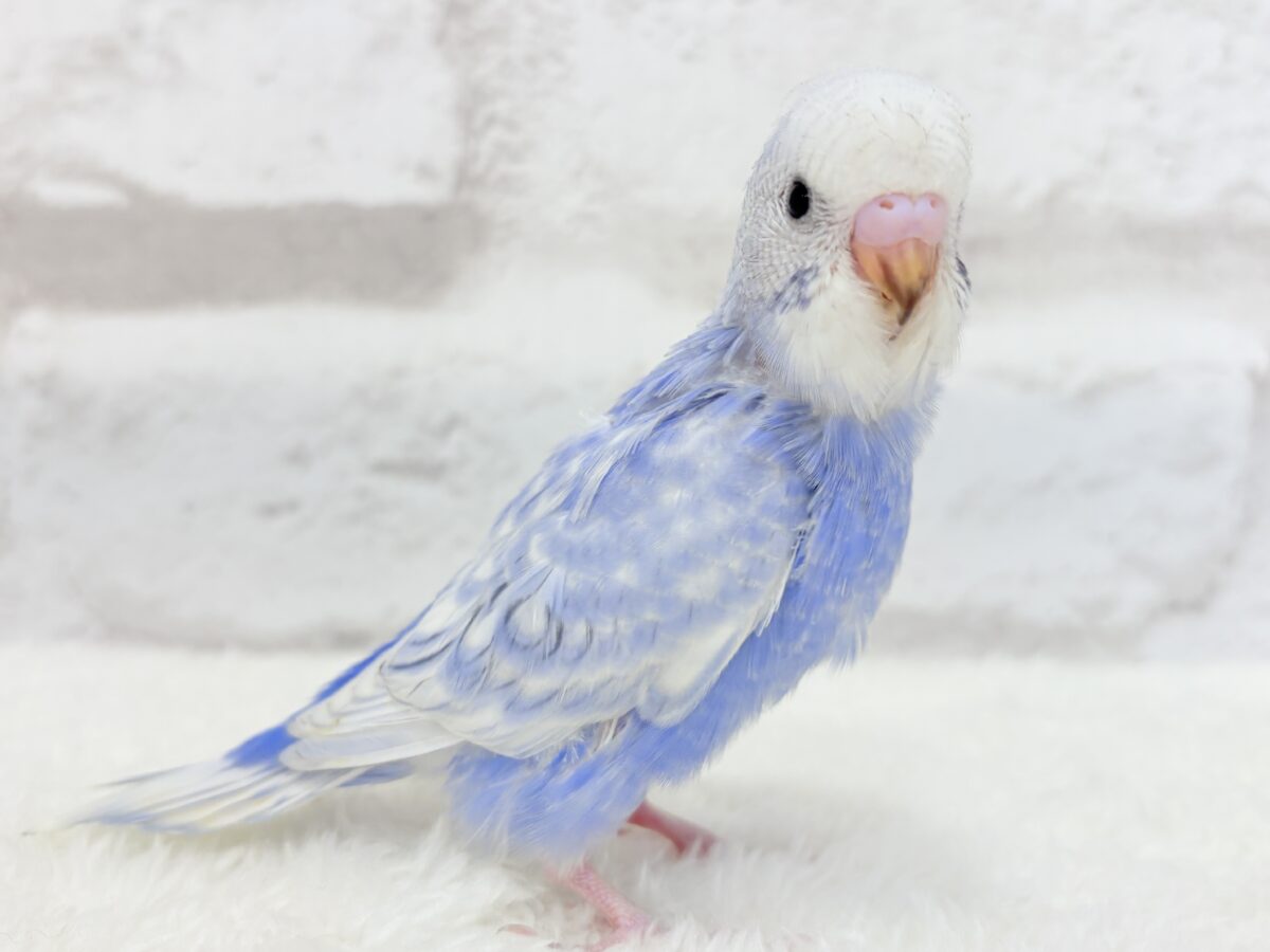 【最新画像更新🪄】ちょびっとくせ毛がクセになる🐣🫧セキセイインコ(スパングル) ヒナ セキセイインコ