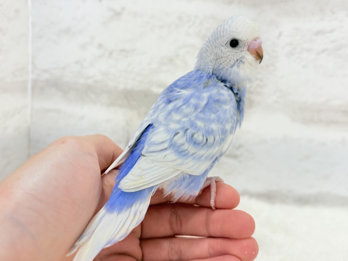 【最新画像更新🪄】ちょびっとくせ毛がクセになる🐣🫧セキセイインコ(スパングル) ヒナ セキセイインコ
