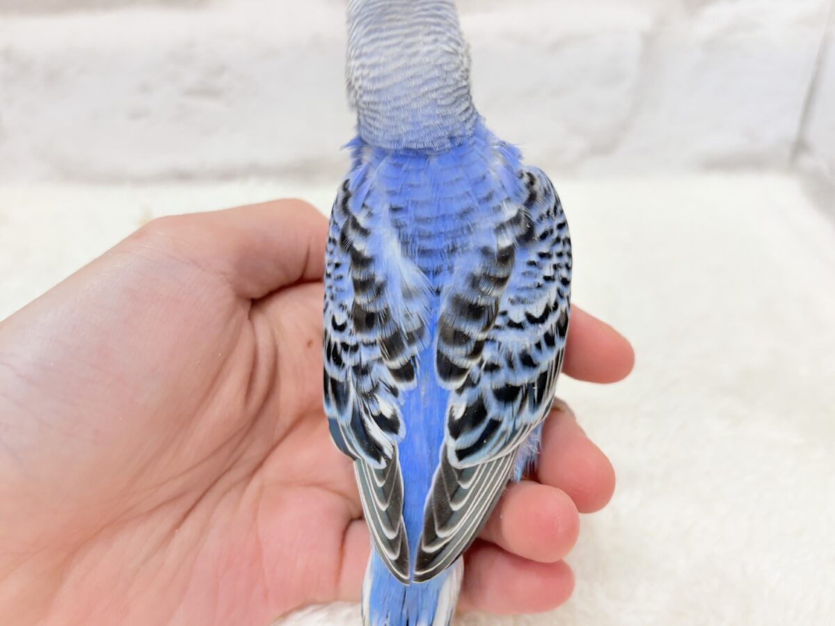 【最新画像更新🪄︎︎】幼さいっぱい!魅力いっぱい!!!セキセイインコ(オパーリン) ヒナ セキセイインコ
