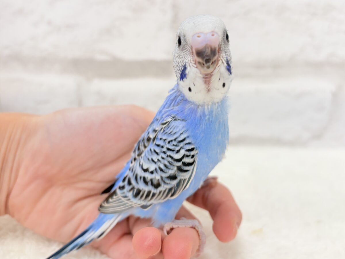【最新画像更新🪄︎︎】幼さいっぱい!魅力いっぱい!!!セキセイインコ(オパーリン) ヒナ セキセイインコ