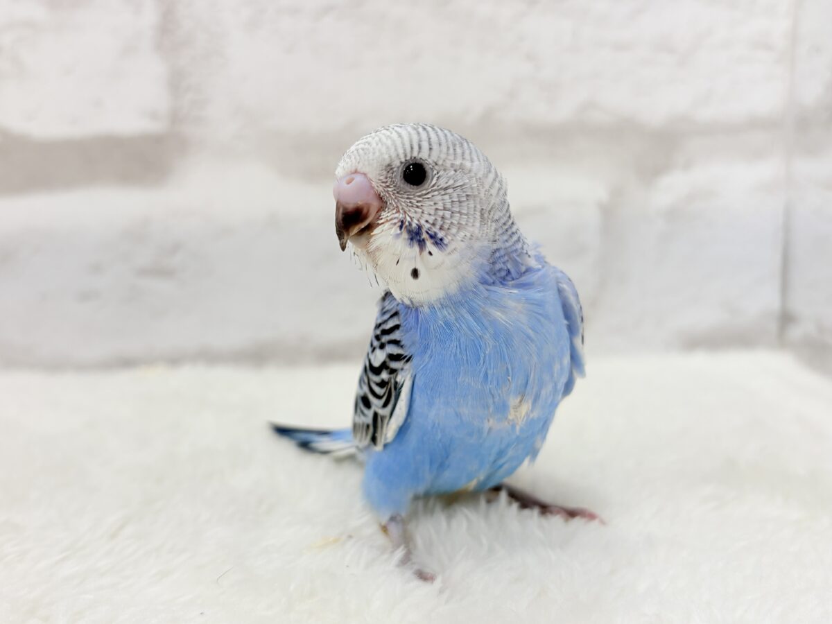 【最新画像更新🪄︎︎】幼さいっぱい!魅力いっぱい!!!セキセイインコ(オパーリン) ヒナ セキセイインコ