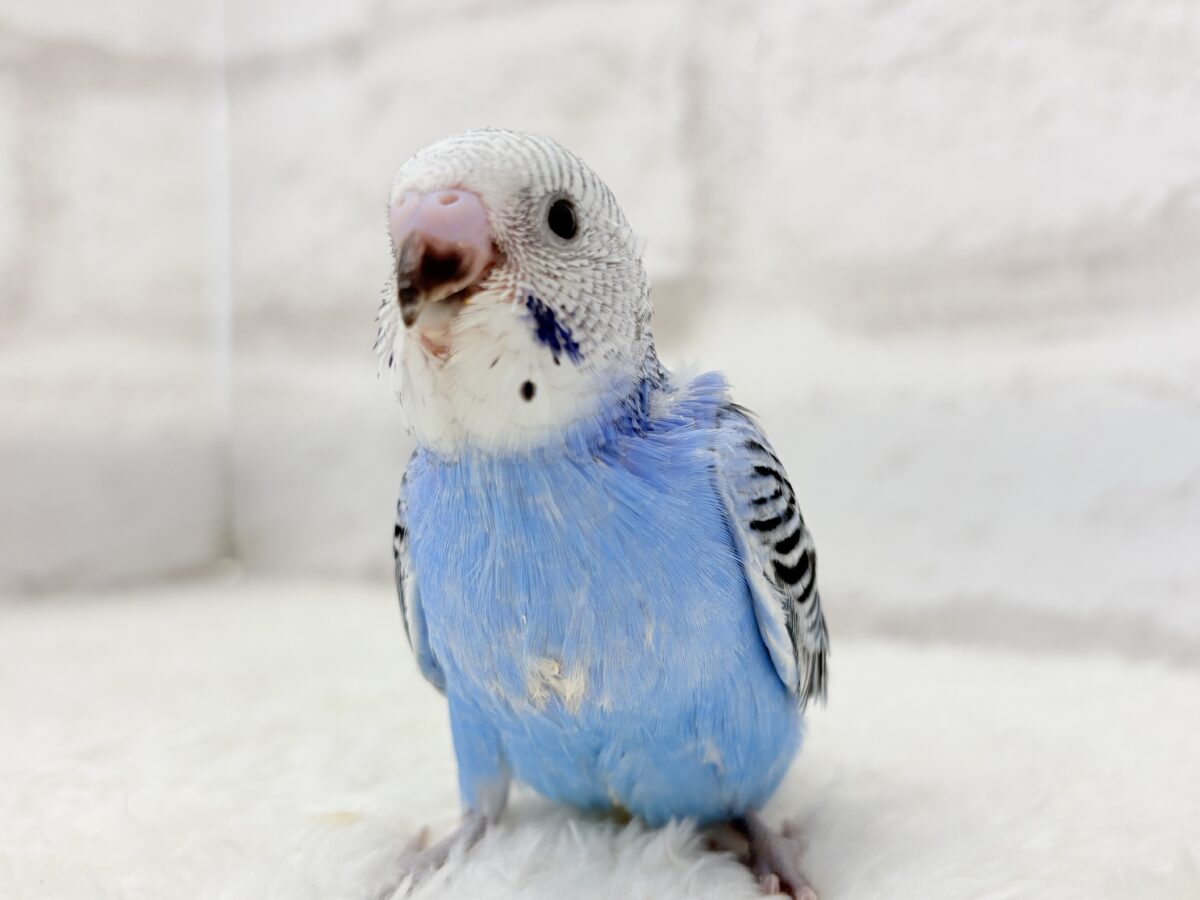 【最新画像更新🪄︎︎】幼さいっぱい!魅力いっぱい!!!セキセイインコ(オパーリン) ヒナ セキセイインコ