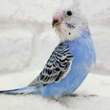 【最新画像更新🪄︎︎】幼さいっぱい！魅力いっぱい！！！セキセイインコ(オパーリン) ヒナ