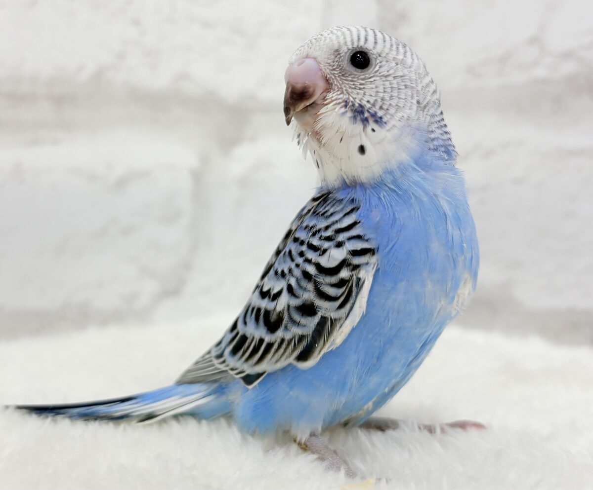 【最新画像更新🪄︎︎】幼さいっぱい!魅力いっぱい!!!セキセイインコ(オパーリン) ヒナ セキセイインコ