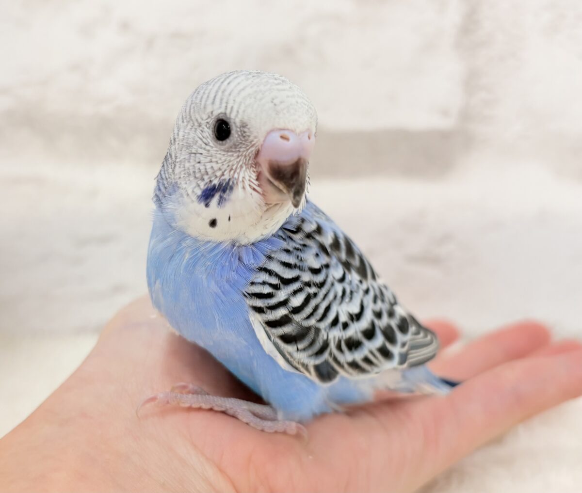 【最新画像更新🪄︎︎】幼さいっぱい!魅力いっぱい!!!セキセイインコ(オパーリン) ヒナ セキセイインコ