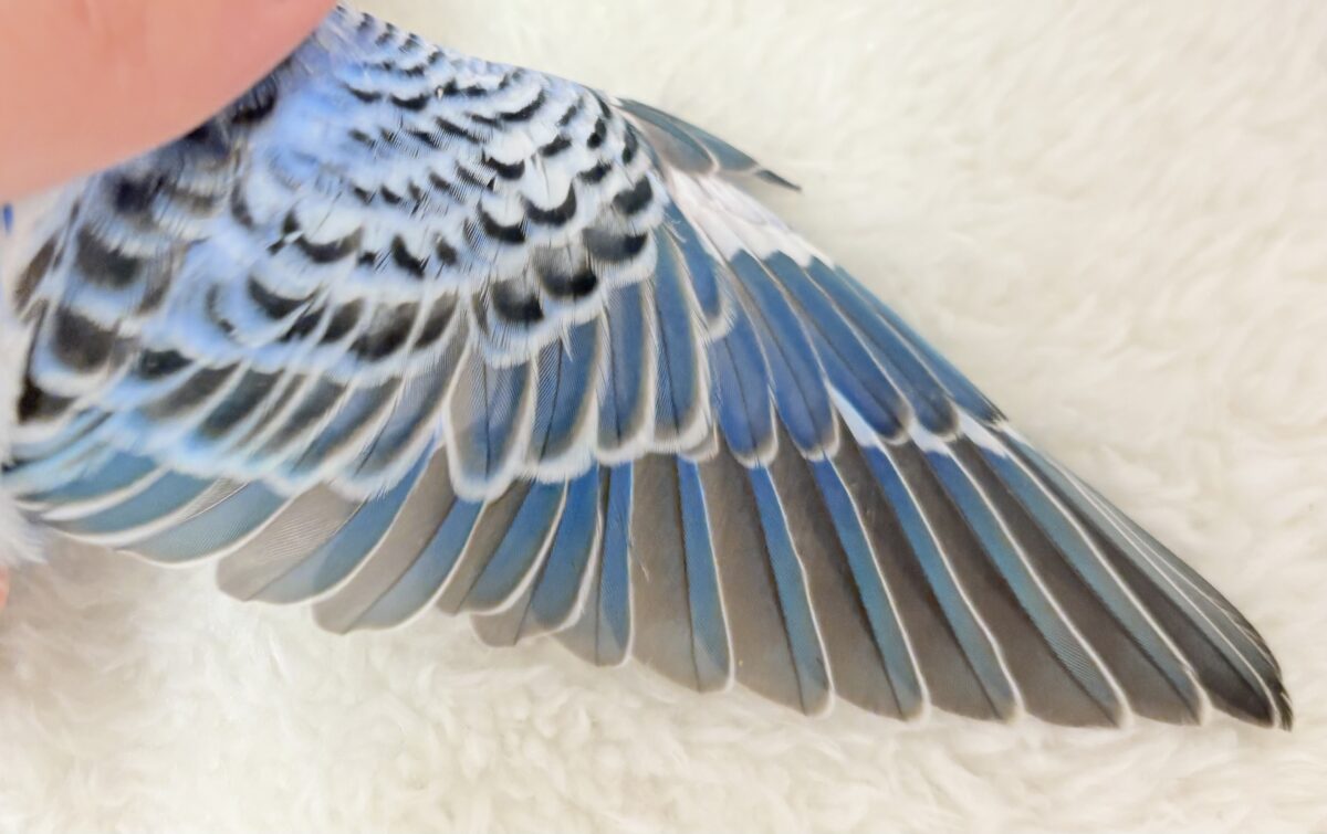 【最新画像更新🪄︎︎】幼さいっぱい!魅力いっぱい!!!セキセイインコ(オパーリン) ヒナ セキセイインコ