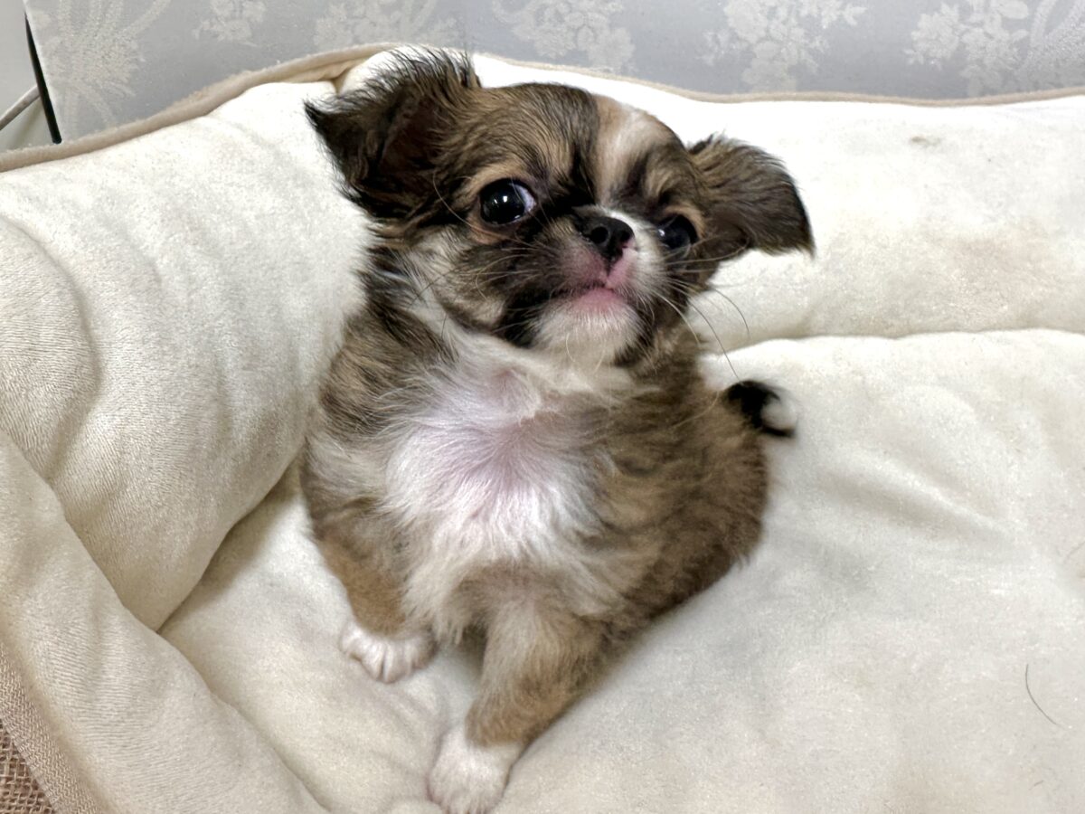 ふわふわもちもち(♡ω♡)チワワくん チワワ