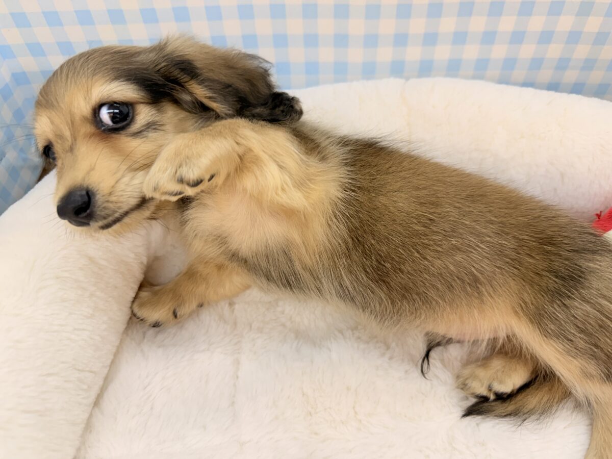 カニンヘンダックス