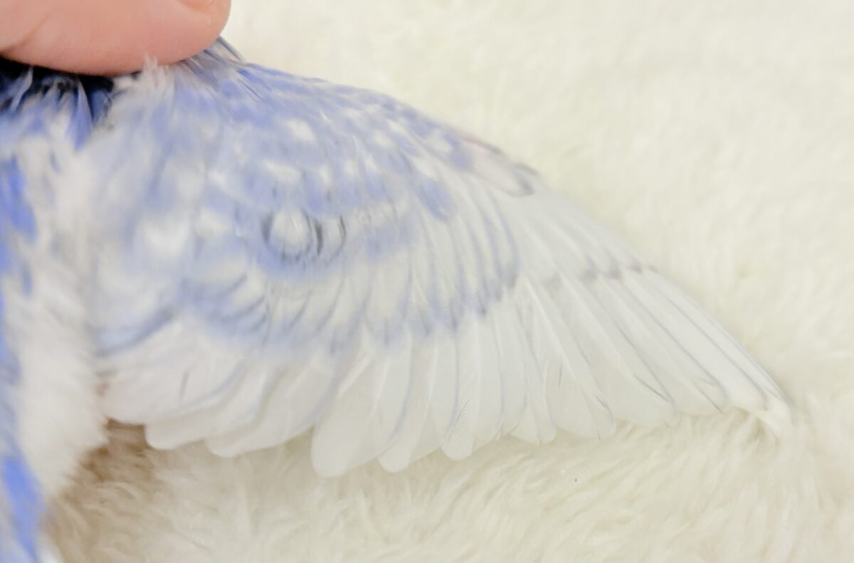 【最新画像更新🪄】ちょびっとくせ毛がクセになる🐣🫧セキセイインコ(スパングル) ヒナ セキセイインコ