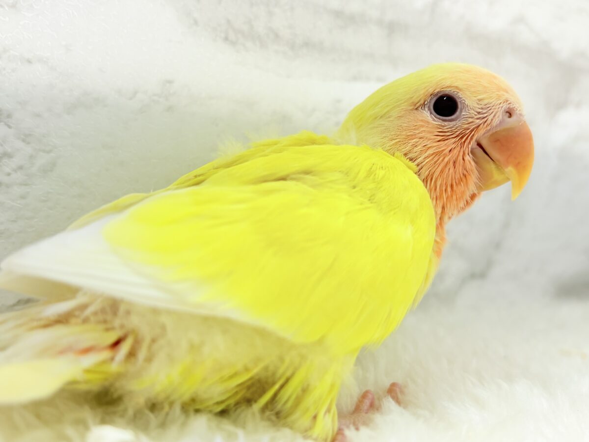【最新画像更新🪄】フレッシュ果汁120%🐣🍋🫧コザクラインコ(ルチノー) ヒナ コザクラインコ(小桜インコ)
