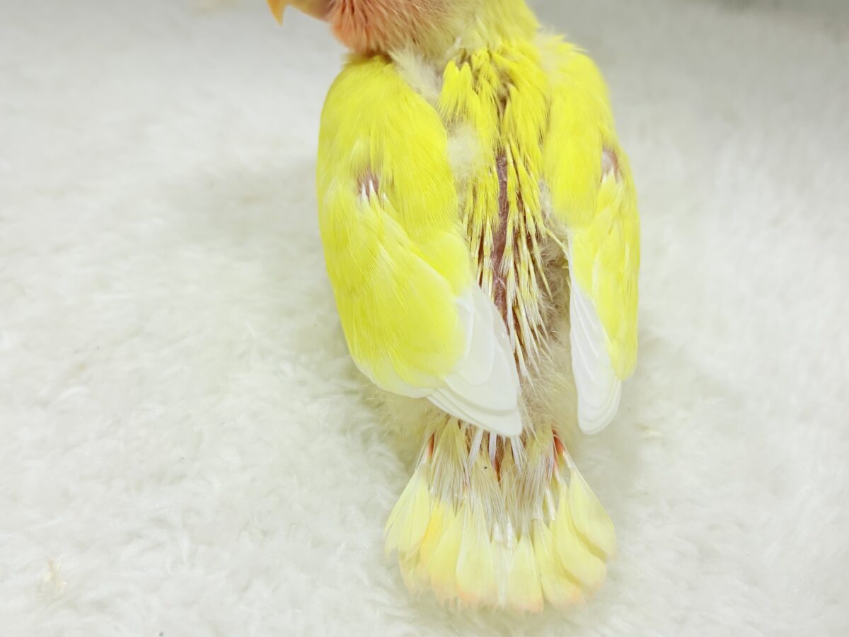 【最新画像更新🪄】フレッシュ果汁120%🐣🍋🫧コザクラインコ(ルチノー) ヒナ コザクラインコ(小桜インコ)