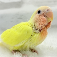 【最新画像更新🪄】フレッシュ果汁120%🐣🍋🫧コザクラインコ(ルチノー) ヒナ
