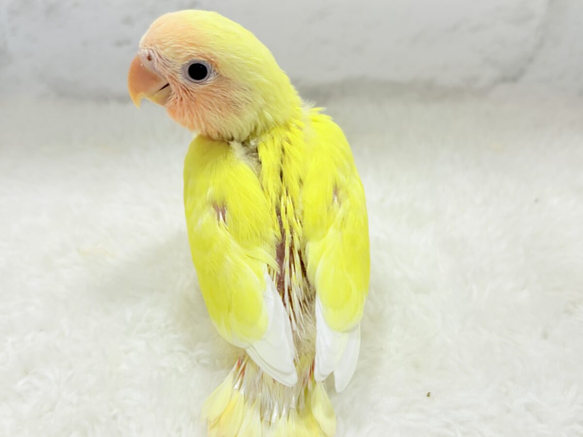 【最新画像更新🪄】フレッシュ果汁120%🐣🍋🫧コザクラインコ(ルチノー) ヒナ コザクラインコ(小桜インコ)