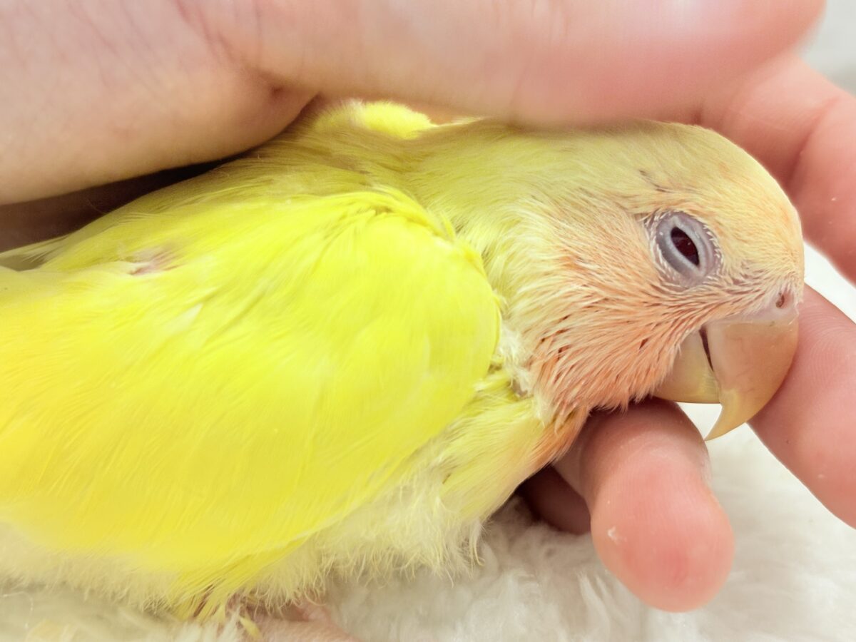 【最新画像更新🪄】フレッシュ果汁120%🐣🍋🫧コザクラインコ(ルチノー) ヒナ コザクラインコ(小桜インコ)