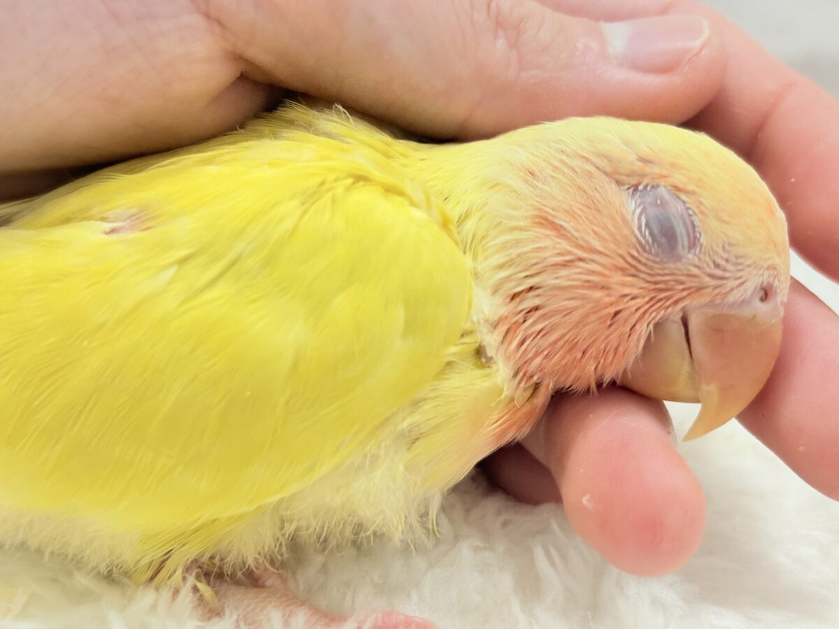 【最新画像更新🪄】フレッシュ果汁120%🐣🍋🫧コザクラインコ(ルチノー) ヒナ コザクラインコ(小桜インコ)