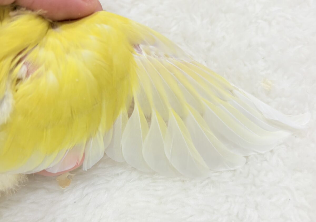 【最新画像更新🪄】フレッシュ果汁120%🐣🍋🫧コザクラインコ(ルチノー) ヒナ コザクラインコ(小桜インコ)