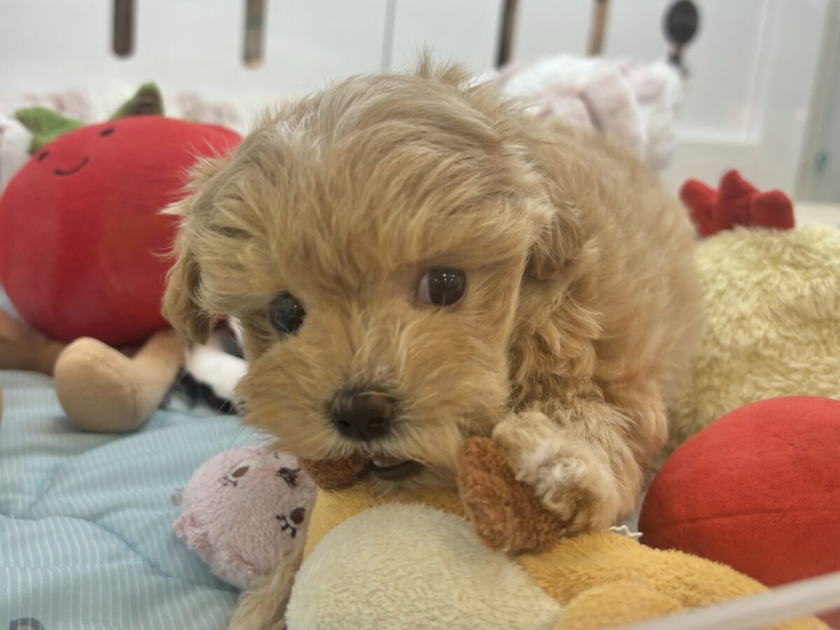 かまってくれなお喋りしちゃうもん♥マルプーちゃん! マルプー