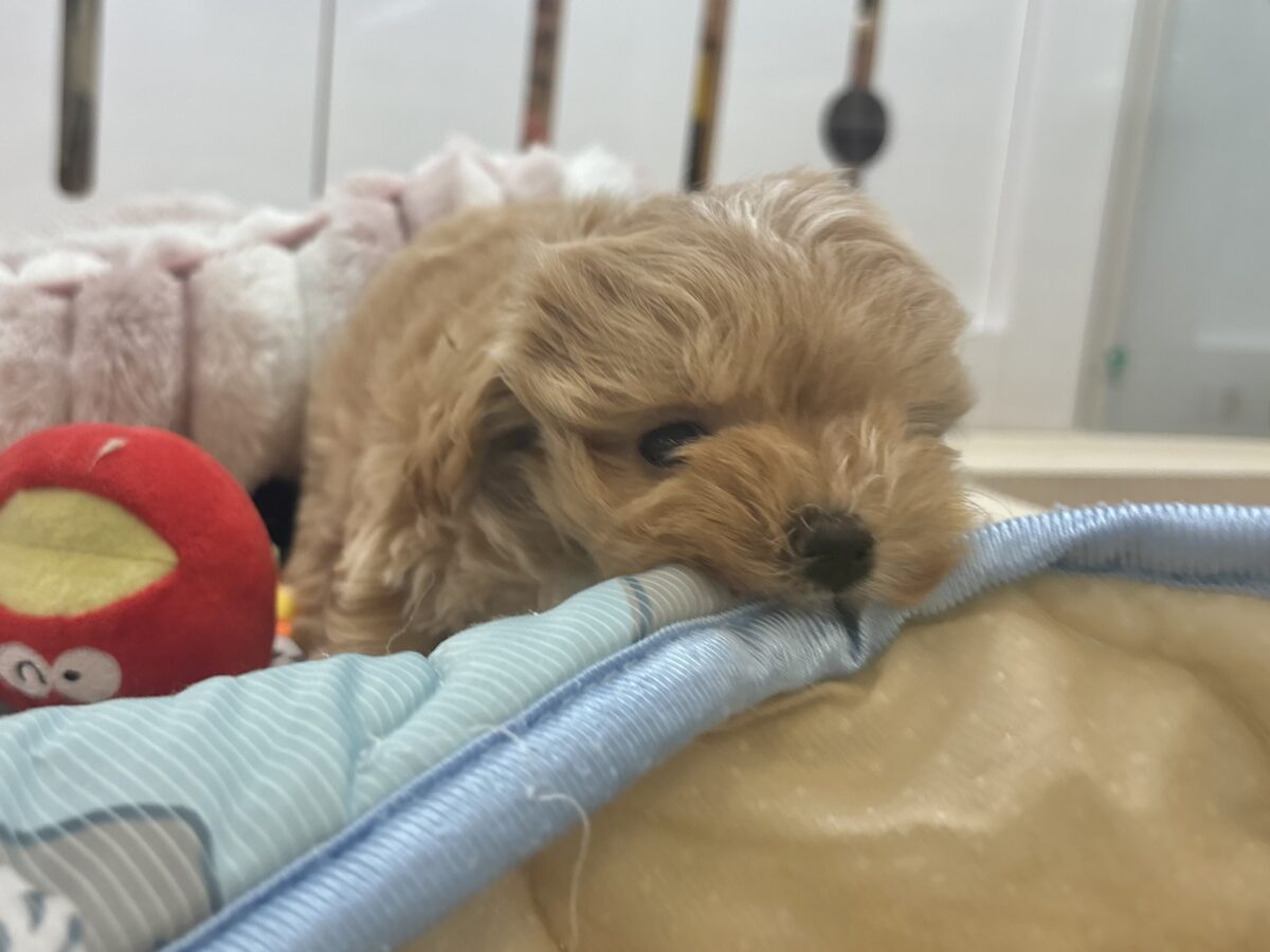 かまってくれなお喋りしちゃうもん♥マルプーちゃん! マルプー
