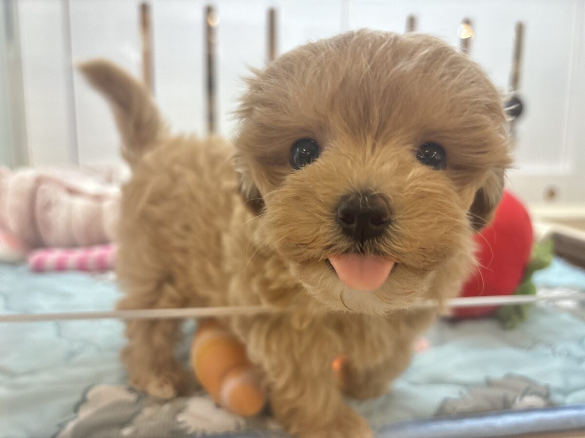 かまってくれなお喋りしちゃうもん♥マルプーちゃん! マルプー