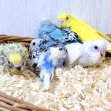 🌈✨個性いろいろ！かわいいセキセイインコちゃんたち🦜💕