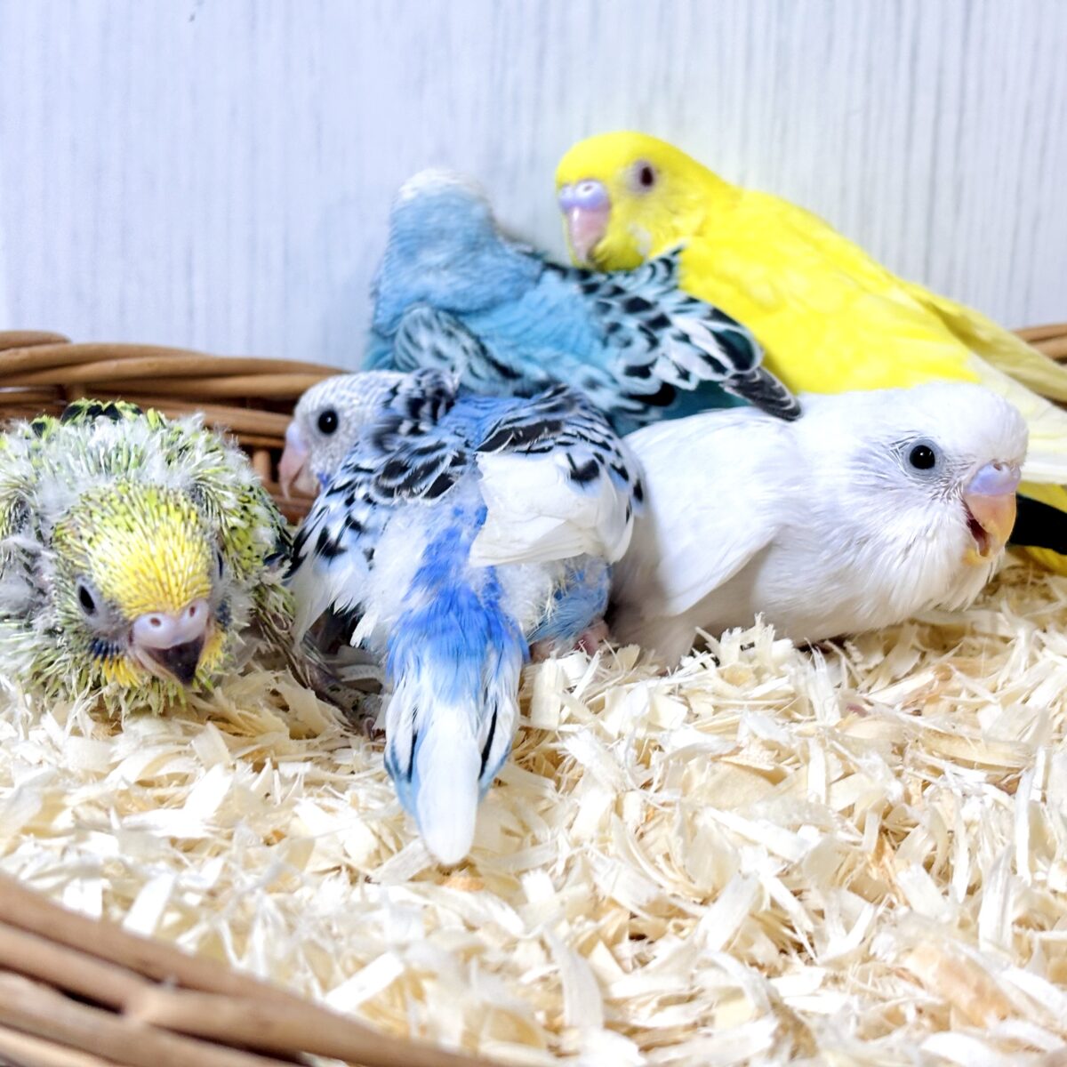 🌈✨個性いろいろ!かわいいセキセイインコちゃんたち🦜💕 セキセイインコ
