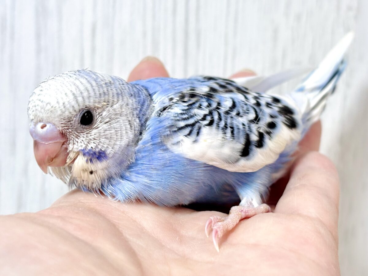 🌈✨個性いろいろ!かわいいセキセイインコちゃんたち🦜💕 セキセイインコ