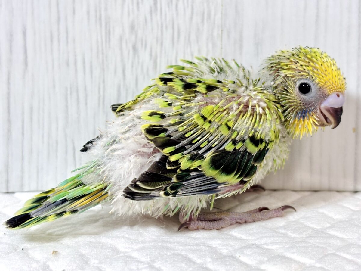 セキセイインコ