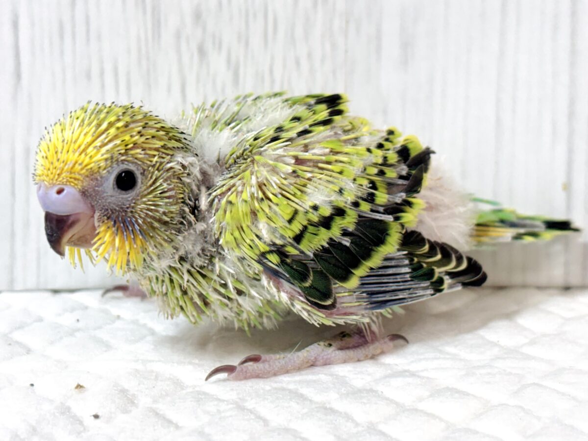 セキセイインコ