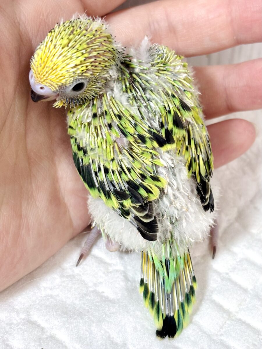 セキセイインコ