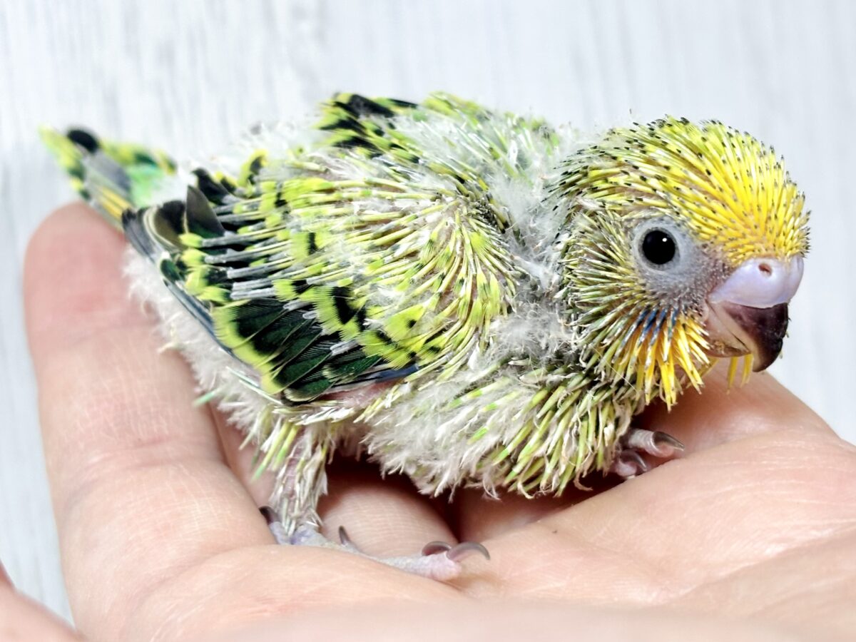 🌈✨個性いろいろ!かわいいセキセイインコちゃんたち🦜💕 セキセイインコ