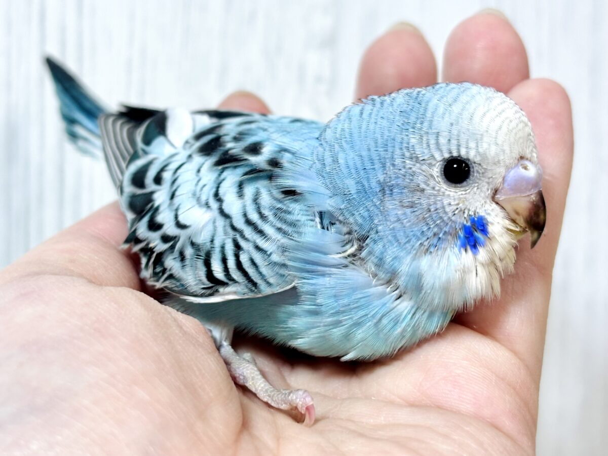 🌈✨個性いろいろ!かわいいセキセイインコちゃんたち🦜💕 セキセイインコ
