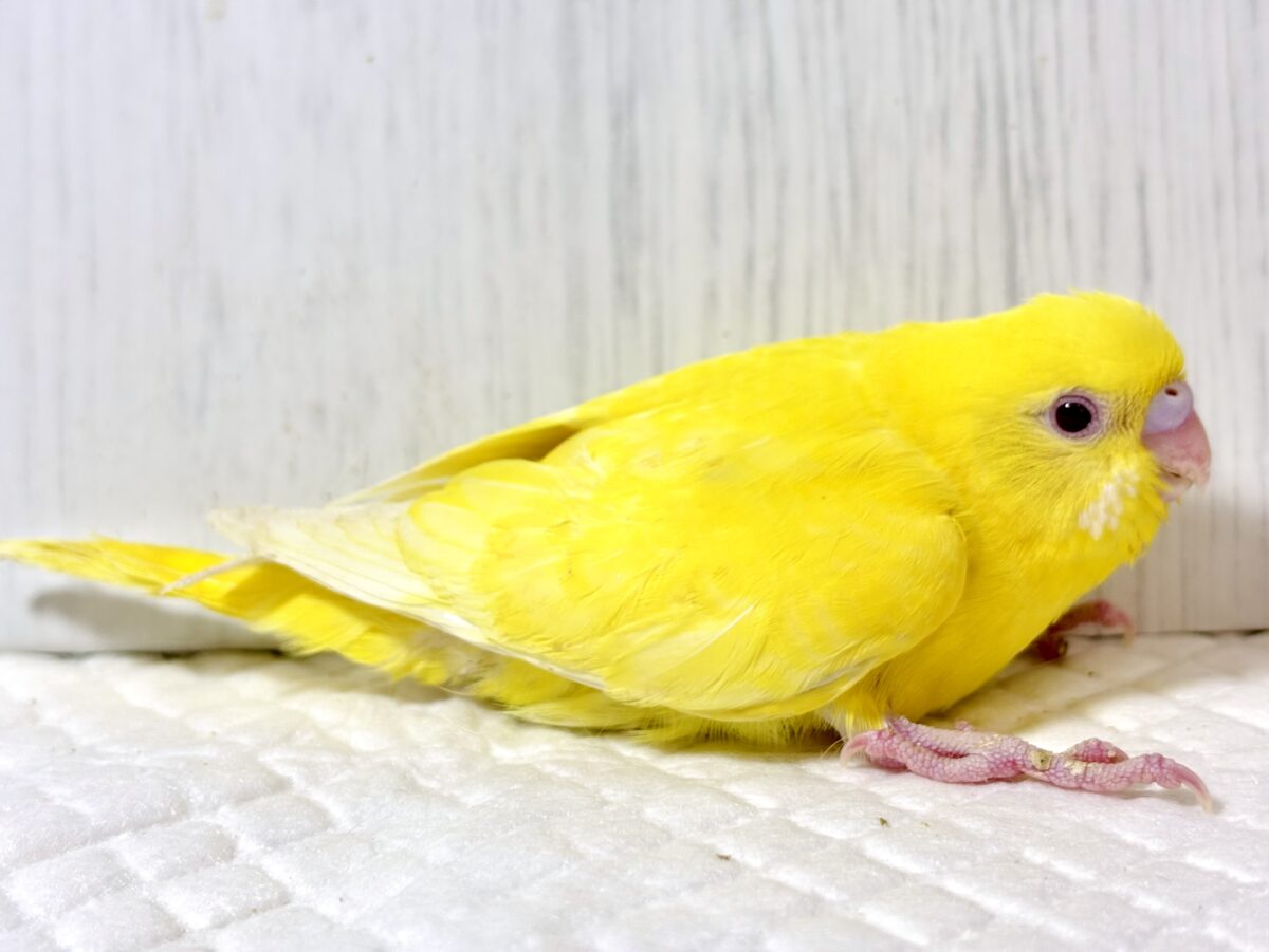 セキセイインコ
